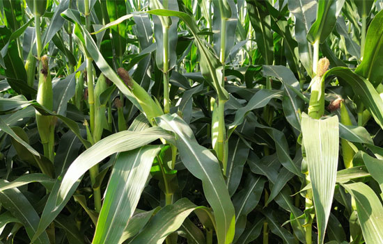 1764917827222585.jpg 550-500-产品图3.jpg