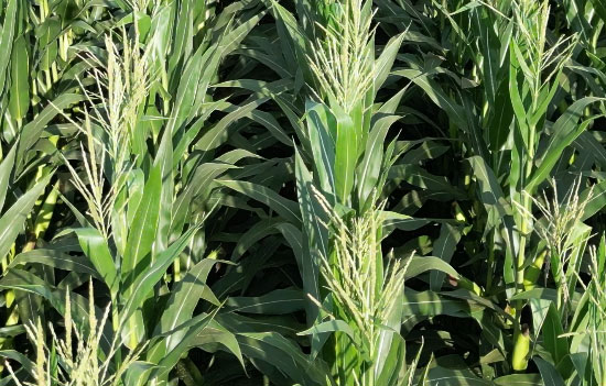 1764917837109839.jpg 550-500-产品图4.jpg