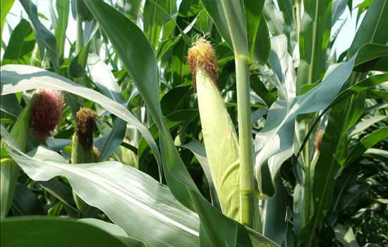 1764917856891478.jpg 550-500-产品图5.jpg